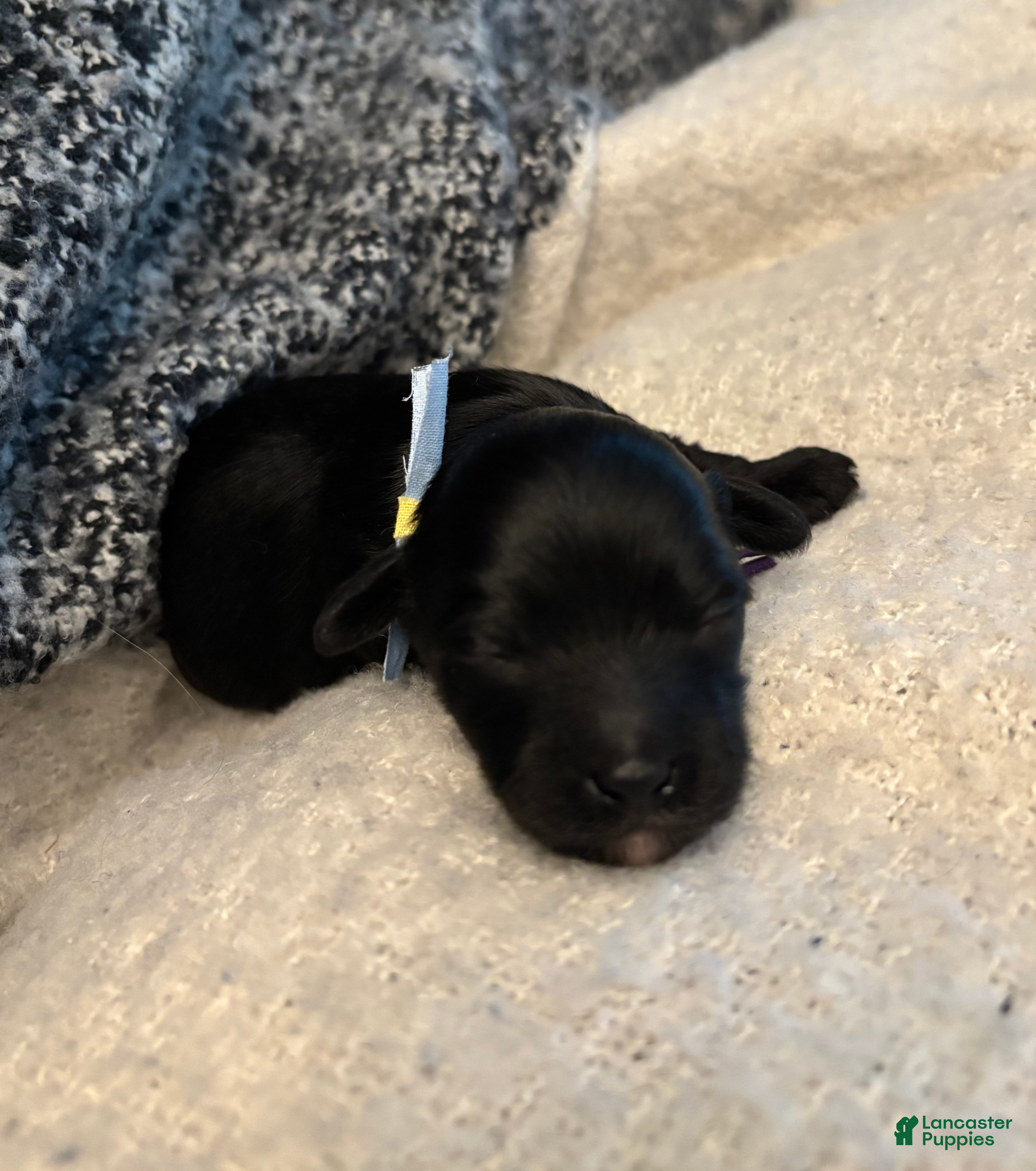 Yorkiepoo dogs Mushu - Ad 1