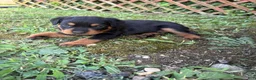 Rottweiler dogs for sale: Rottweiler 2 - Ad 2
