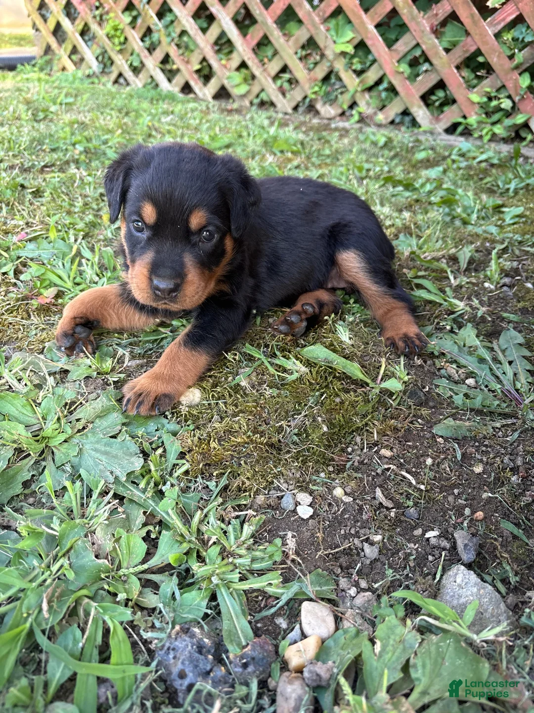 Rottweiler dogs for sale: Rottweiler 2 - Ad 2