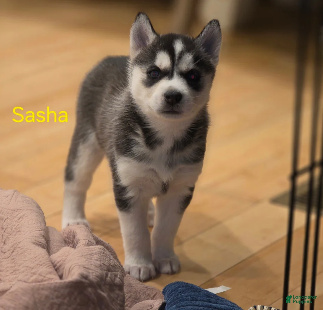 Siberian Husky dogs for sale: Sasha - Ad 3