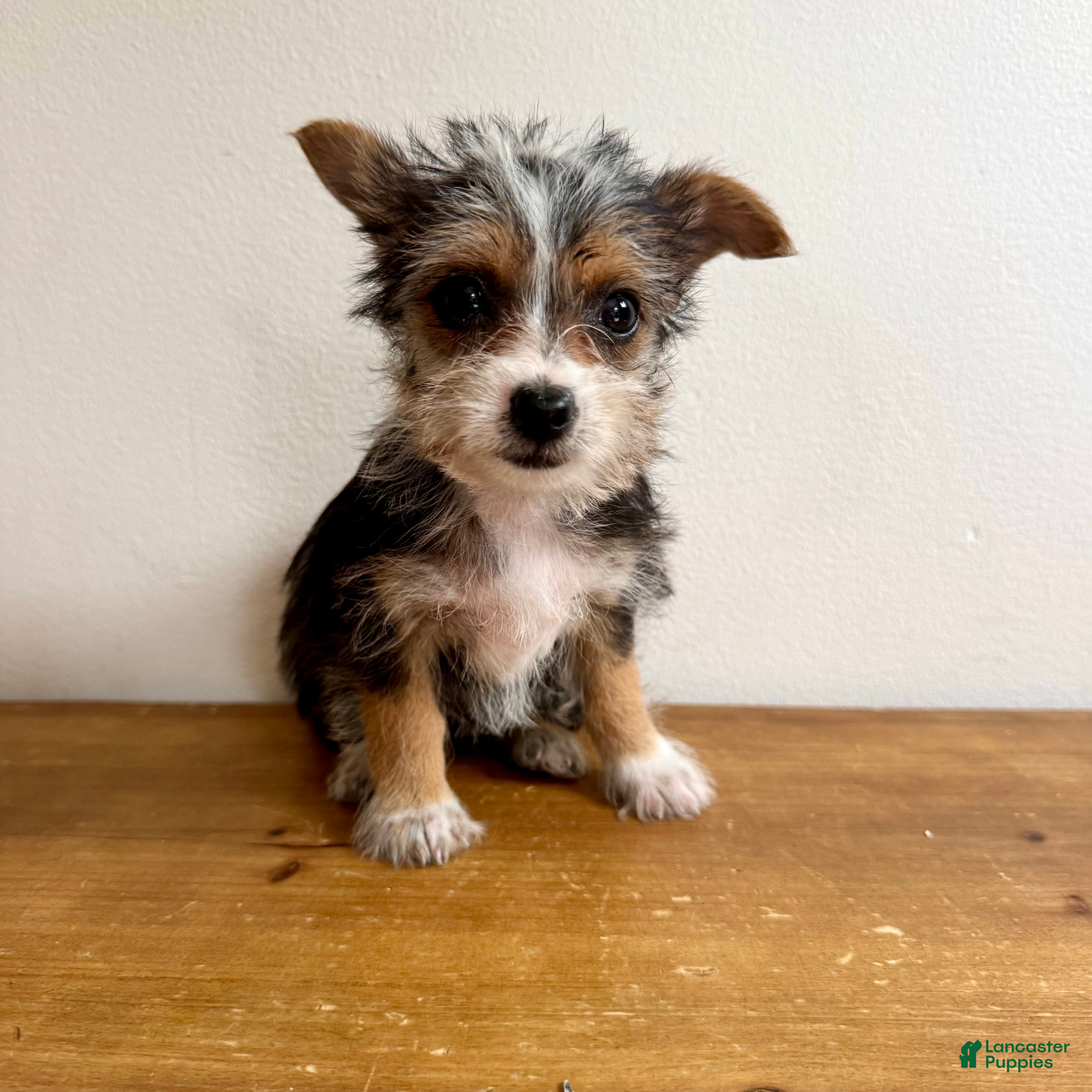 Chorkie dogs Sable  - Ad 15