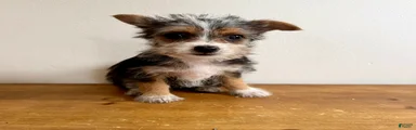 Sable 