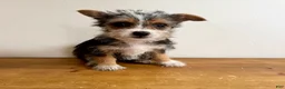 Chorkie dogs for sale: Sable  - Ad 1
