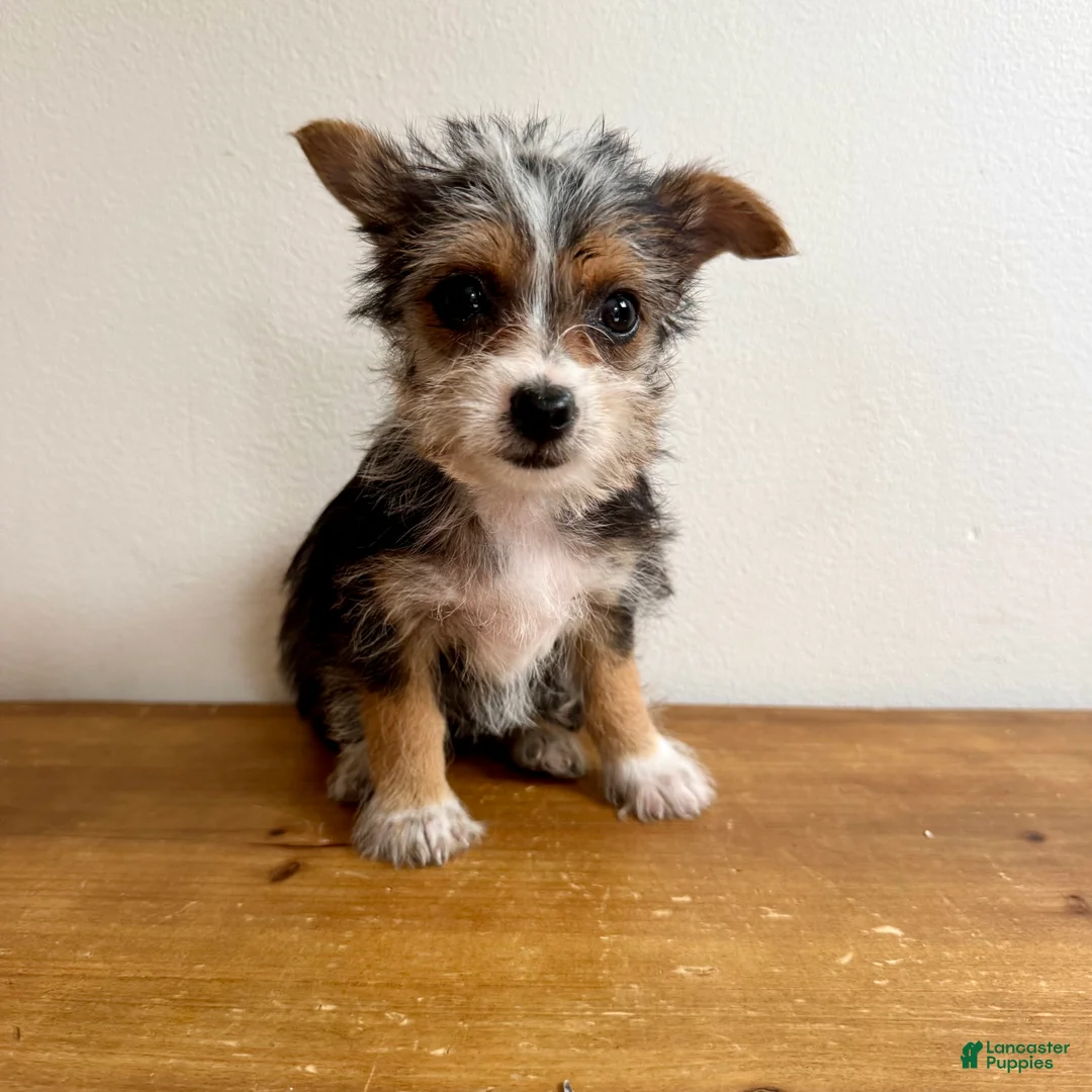 Chorkie dogs for sale: Sable  - Ad 1