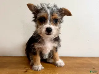 Chorkie dogs Sable - Ad 27