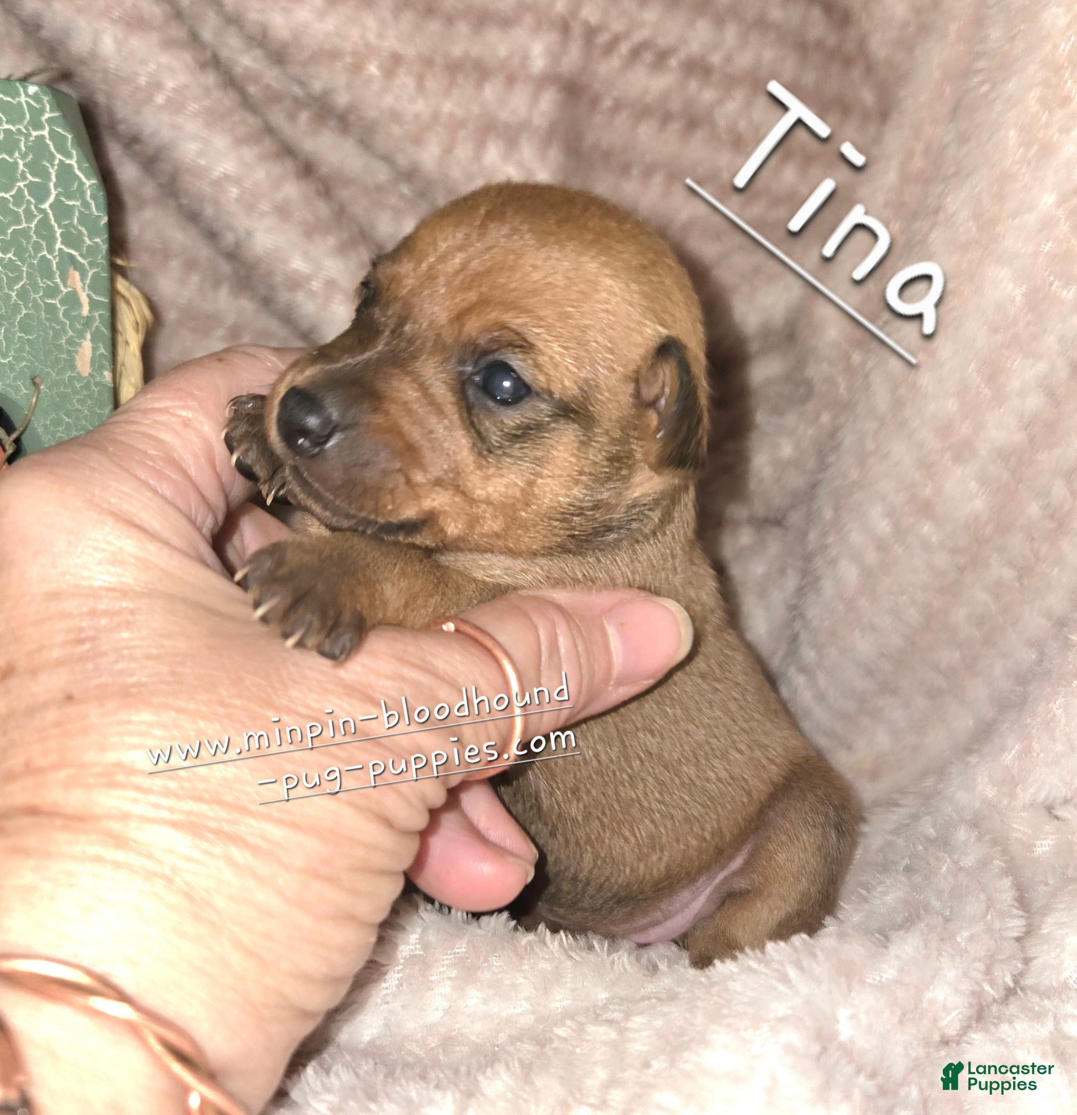 Miniature Pinscher dogs for sale: Tina - Ad 5