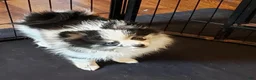 Pomeranian dogs for sale: Pomeranian 2 - Ad 3