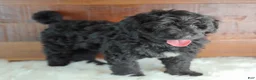 Bernedoodle dogs for sale: Shadow  - Ad 4