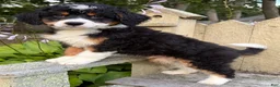 Mini Bernedoodle dogs for sale: 💛IN BOSTON MASSACHUSETTS AREA💛TRADITIONAL TRI COLOR💛MINI BERNEDOODLE BOY💛 - Ad 6