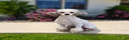 Mini Bernedoodle dogs for sale: Hendrix - Ad 6