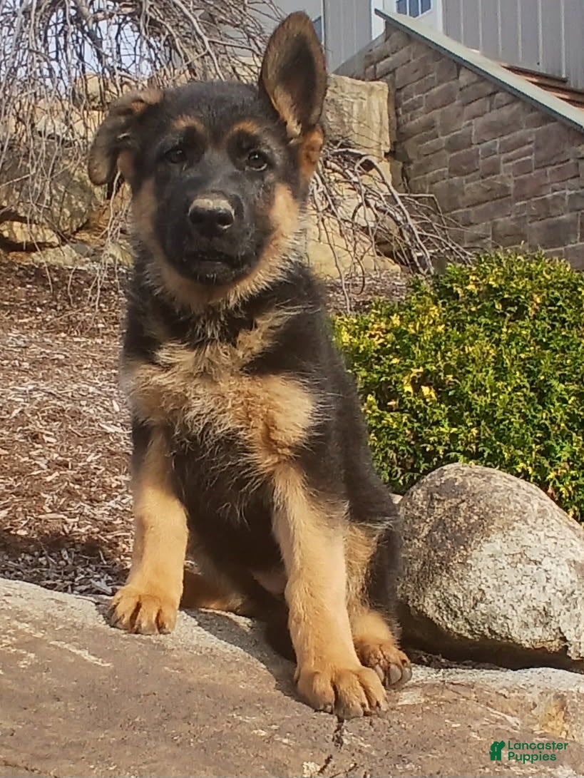 German Shepherd dogs Sasha - Ad 1