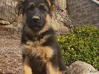 German Shepherd dogs for sale: Sasha - Ad 2