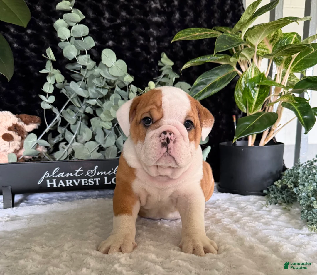 English Bulldog dogs for sale: Pork Chop - Ad 5