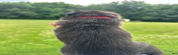 Dutch Shepherd dogs for sale: red girl  - Ad 3
