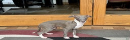 Italian Greyhound dogs for sale: Lila - Ad 17