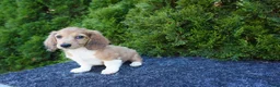 Miniature Dachshund dogs for sale: Benny - Ad 3