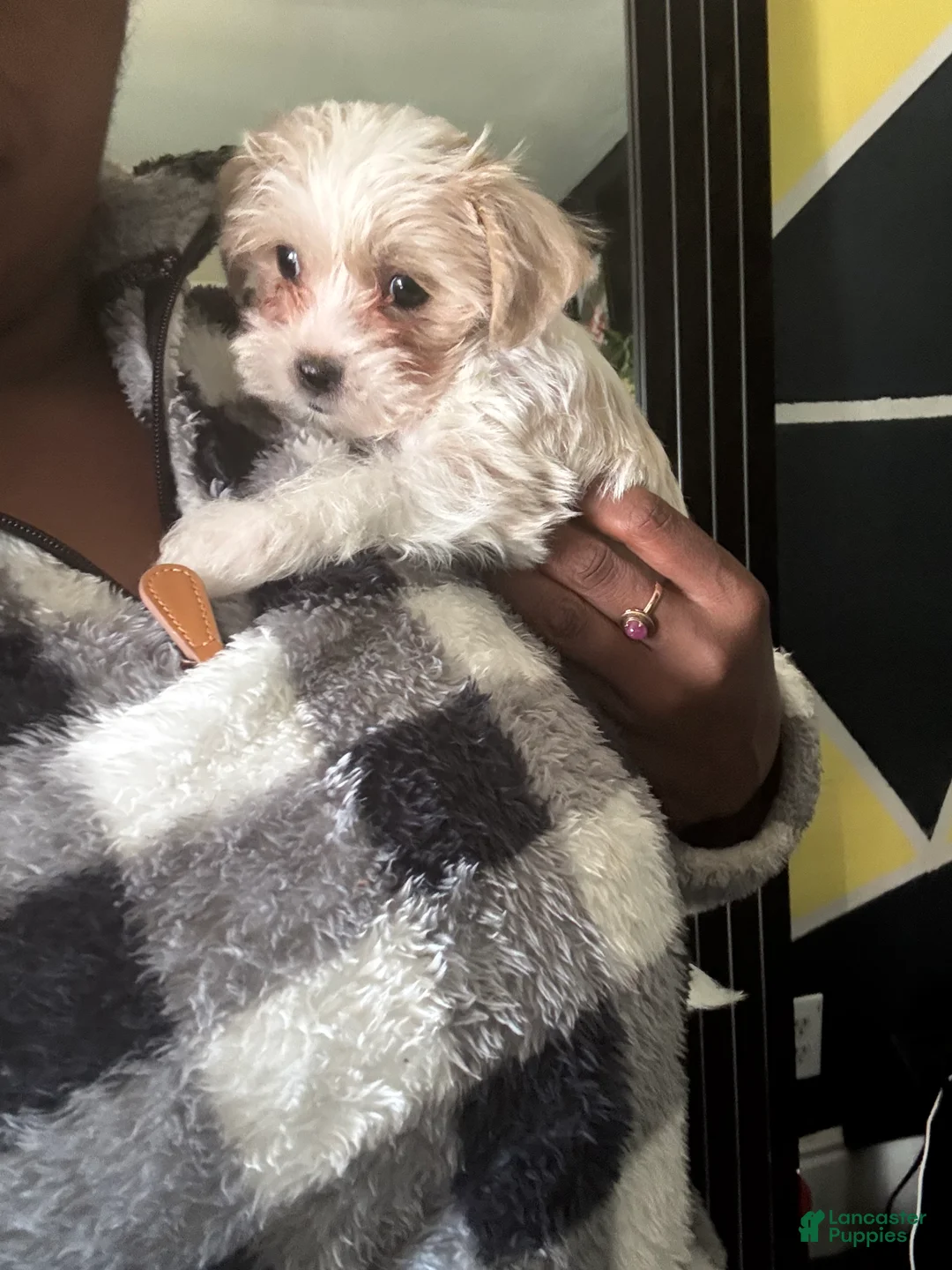 Gallery Image {{count}}