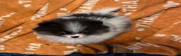 Pomeranian dogs for sale: Akc pebbles  - Ad 3