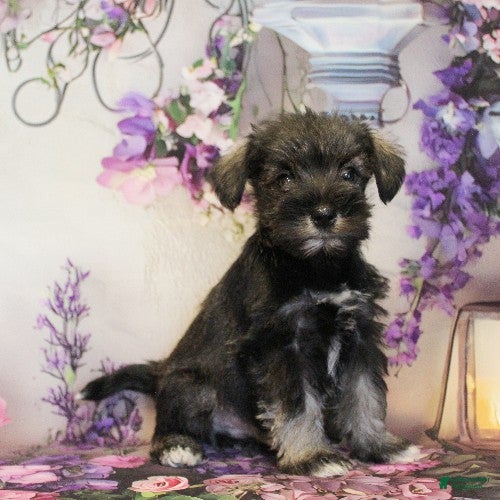 Miniature Schnauzer dogs Sawyer - Ad 1