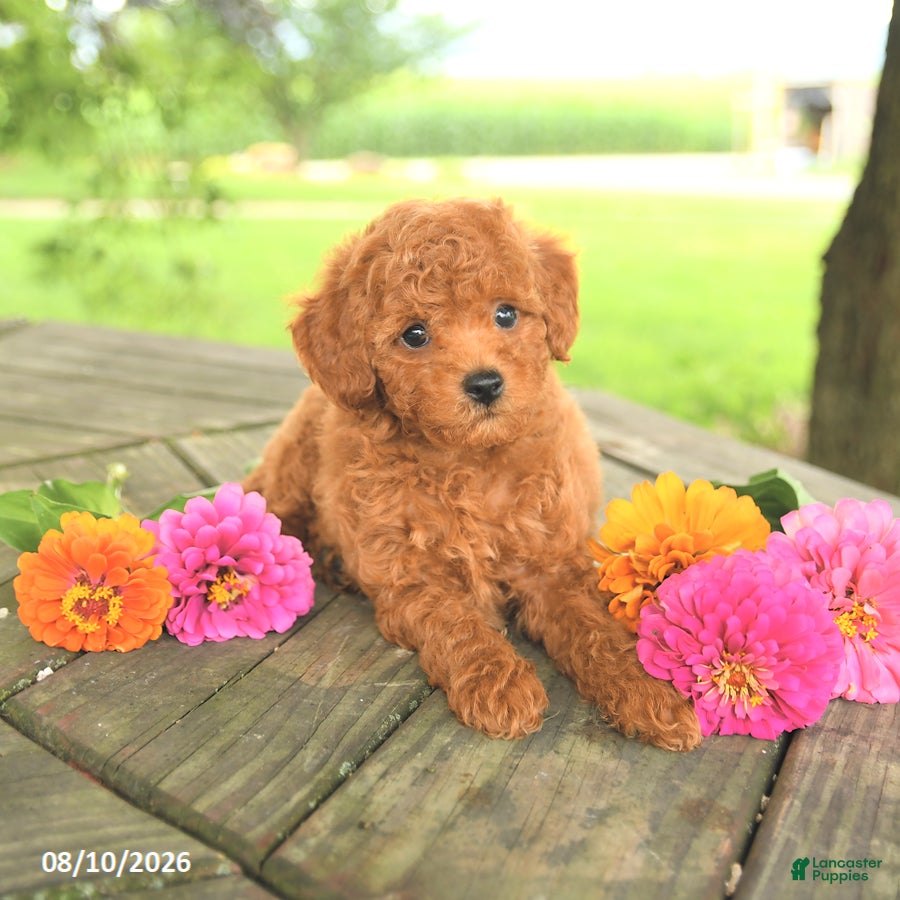 Toy Poodle dogs Rocky - Ad 2