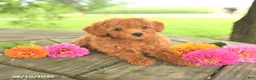 Toy Poodle dogs for sale: Rocky - Ad 2