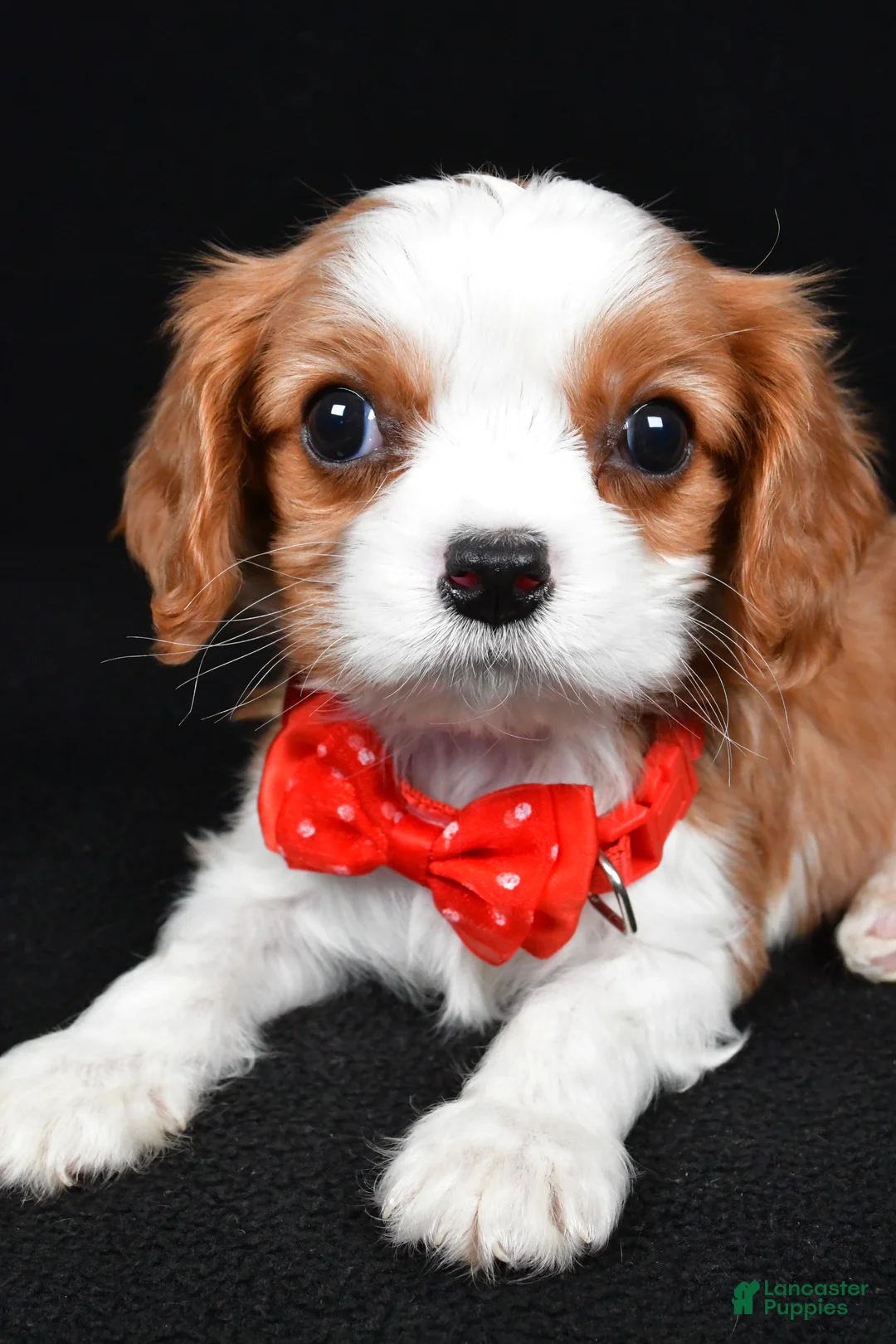 Cavalier King Charles Spaniel dogs for sale: Rusty - Ad 3