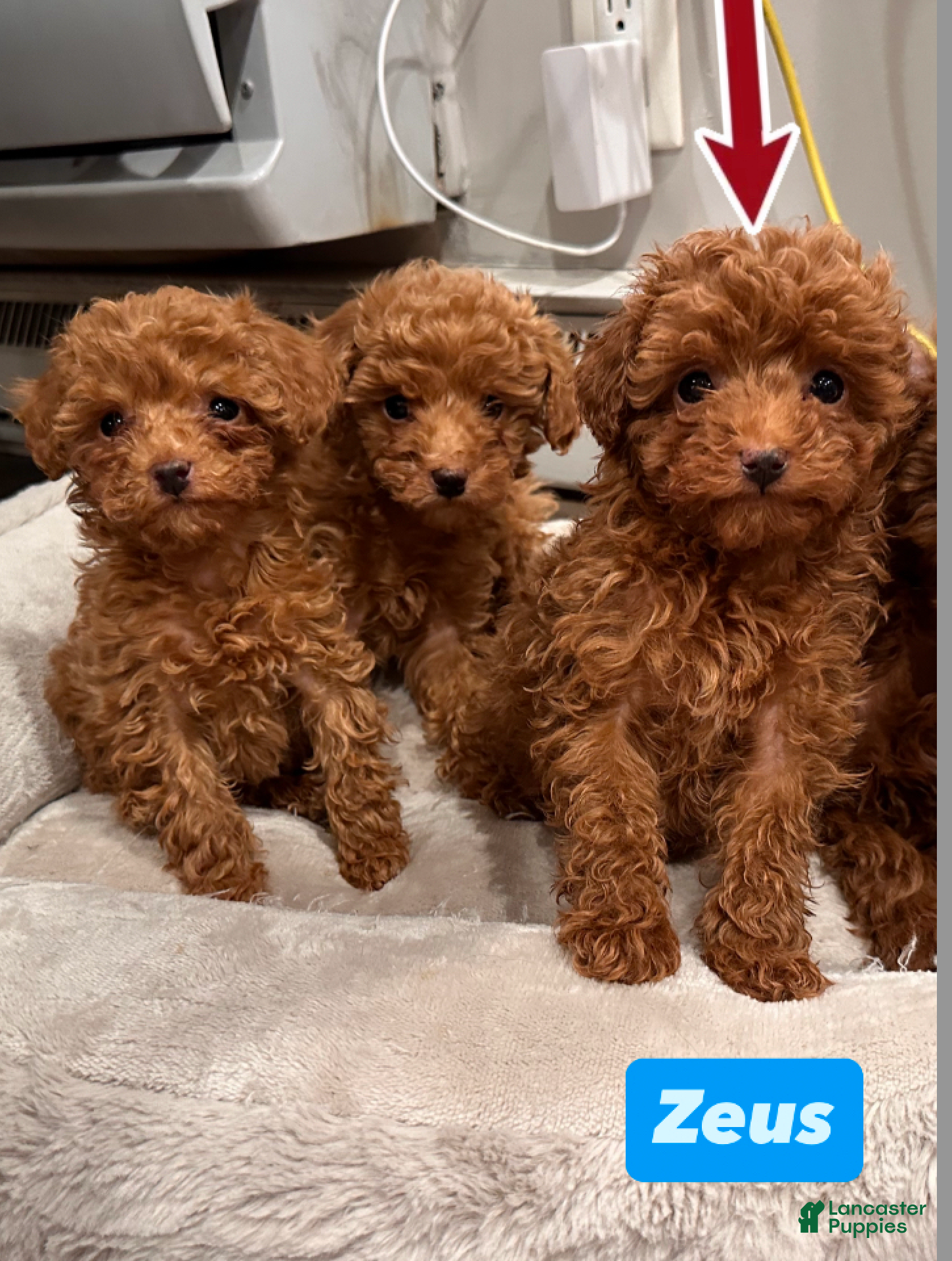 Toy Poodle dogs ZEUS- AKC GENETICALLY TESTED & POTTY TRAINED - Ad 1