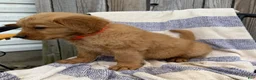 Golden Retriever dogs for sale: Diva - Ad 2