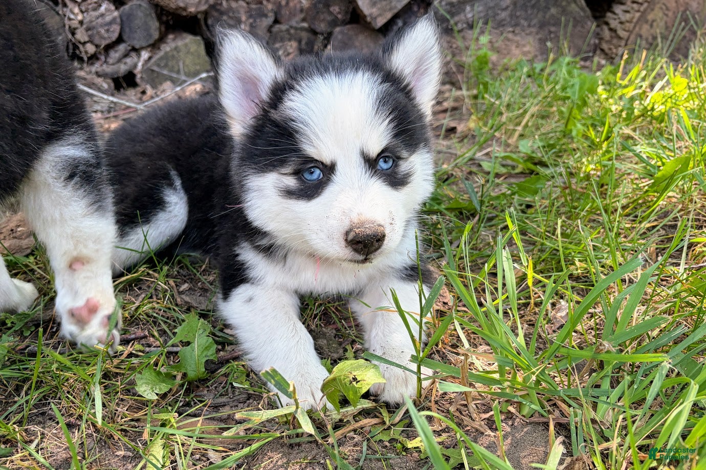 Pomsky dogs Poppy - Ad 1