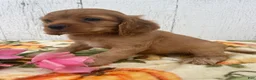 Cocker Spaniel dogs for sale: Peanut - Ad 3