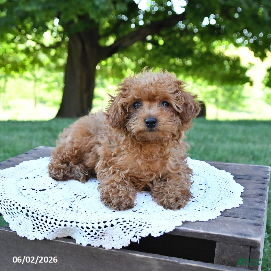 Toy Poodle dogs for sale: Tidbit - Ad 1