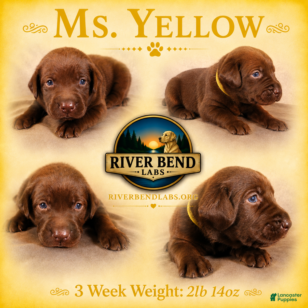 Labrador Retriever dogs Ms. Yellow - Ad 1