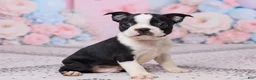 Boston Terrier dogs for sale: Jake - Ad 3