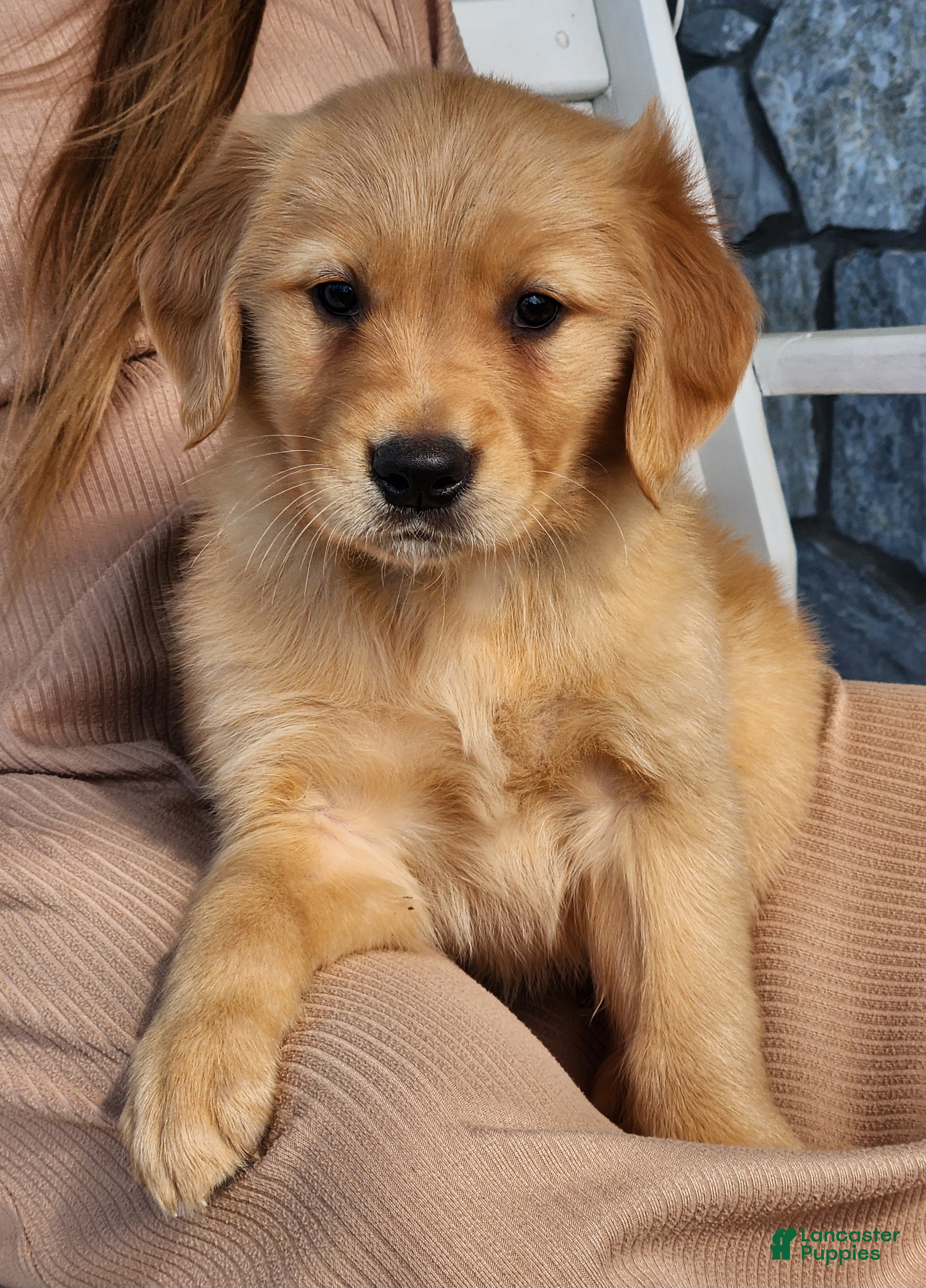Golden Retriever dogs Rosie - Ad 1