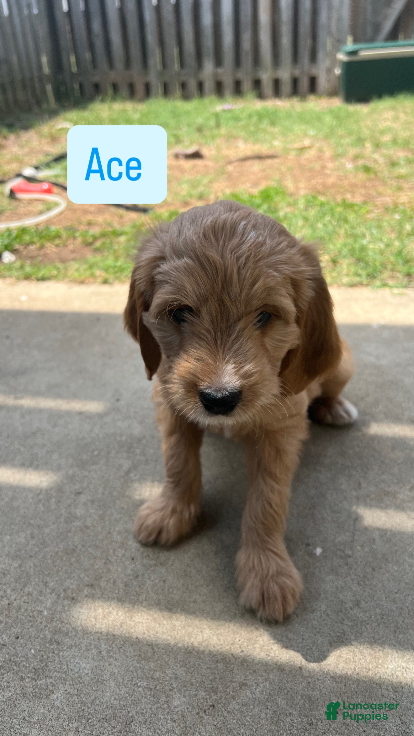 Mixed Breed dogs Ace - Ad 8