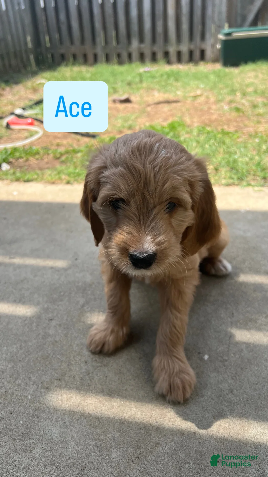 Mixed Breed dogs for sale: Ace - Ad 1