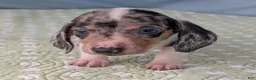 Miniature Dachshund dogs for sale: Terrazzo - Ad 6
