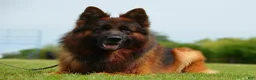 German Shepherd dogs for stud: Mondo Danube Guardian - Ad 2