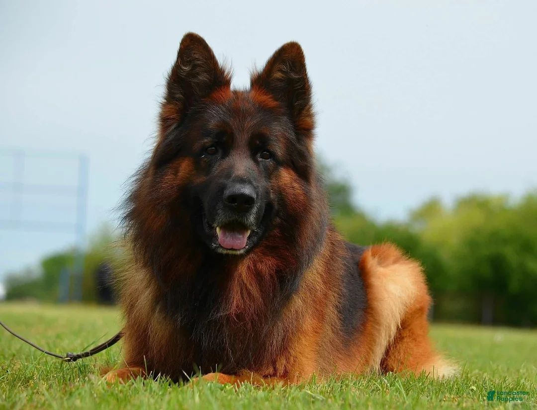 German Shepherd dogs for stud: Mondo Danube Guardian - Ad 2