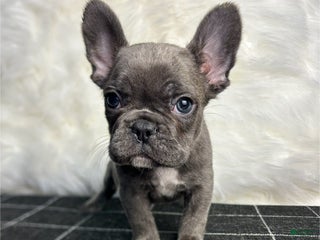 French Bulldog dogs - Ad 29
