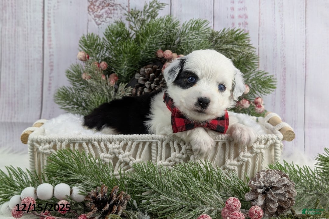 Toy Australian Shepherd dogs for sale: Brandi - Ad 4