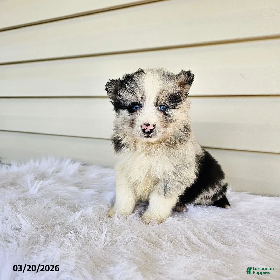 Pomsky dogs for sale: Landon - Ad 3
