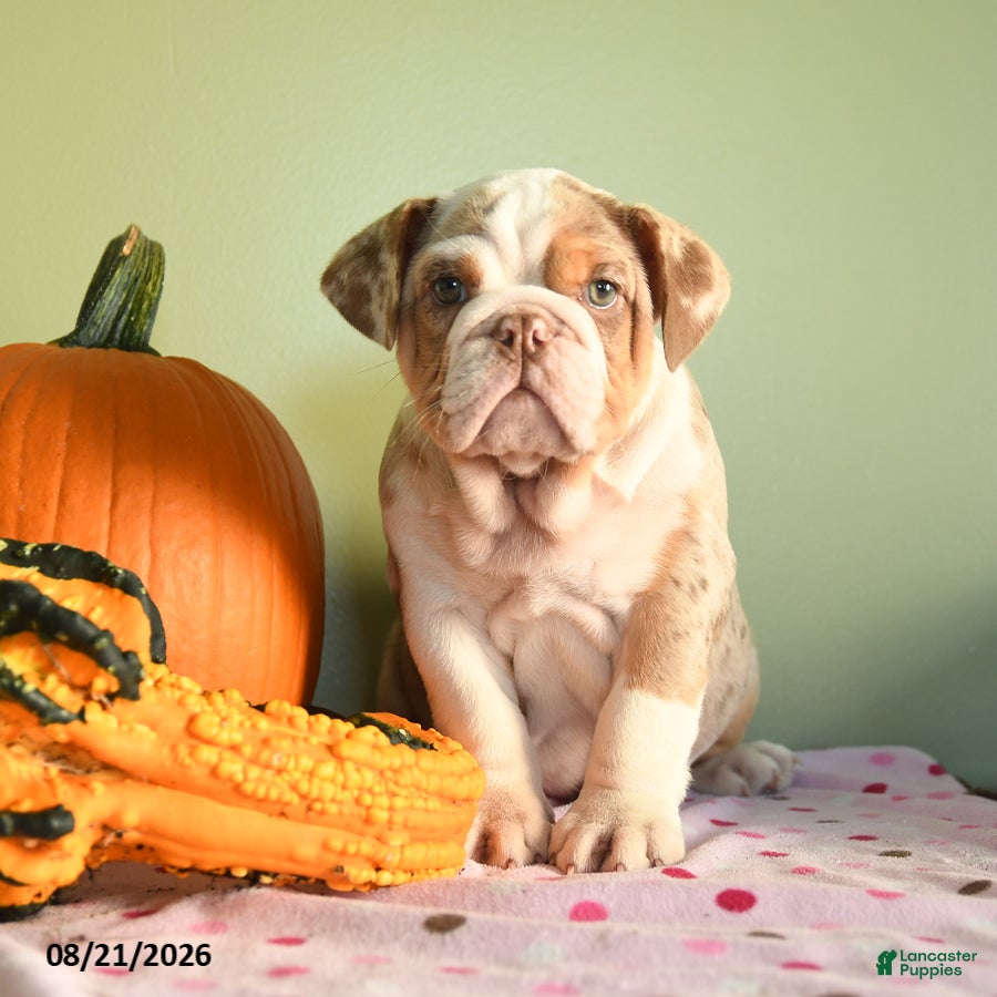English Bulldog dogs Charter - Ad 1