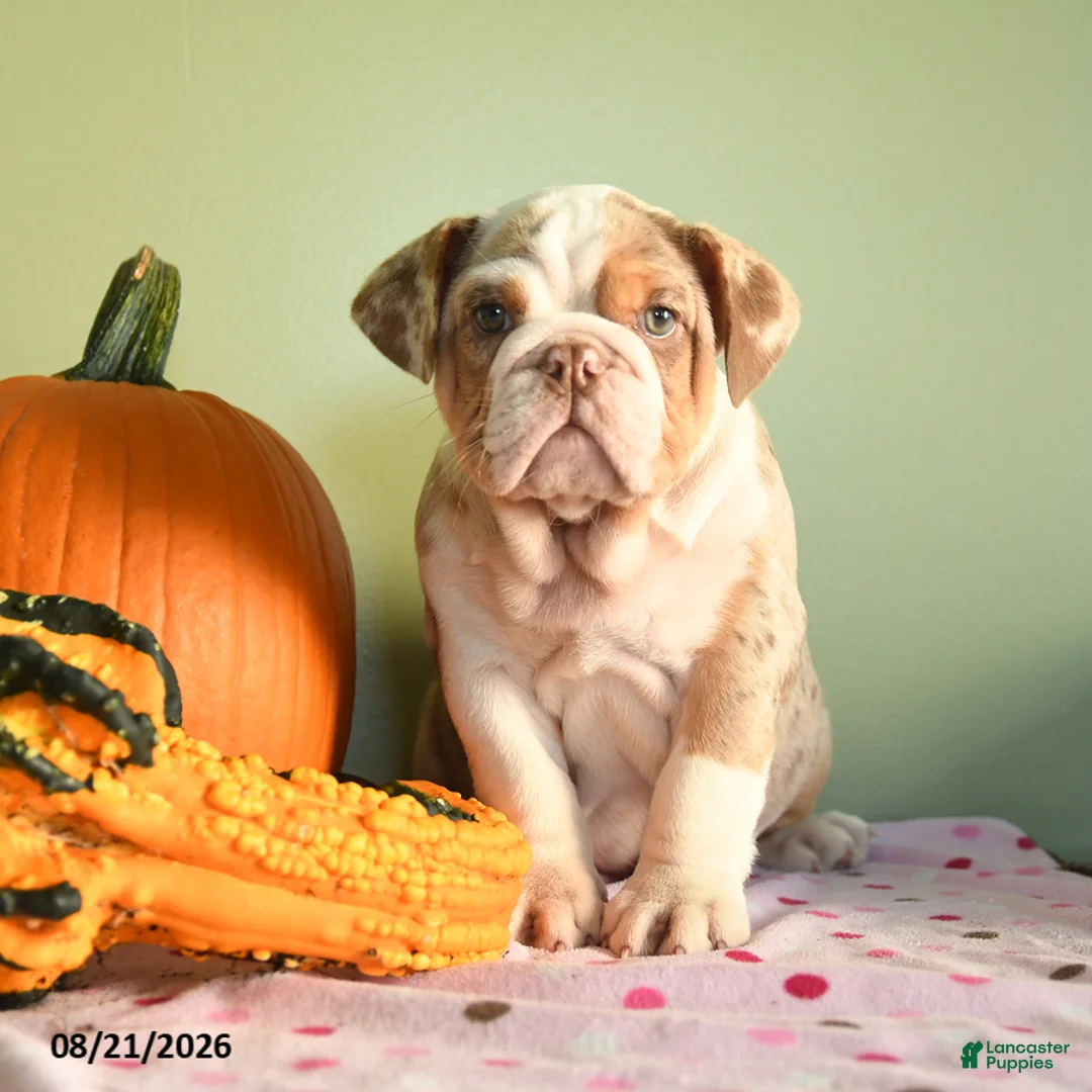 English Bulldog dogs for sale: Charter - Ad 1