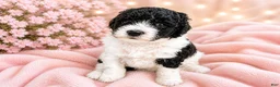Mini Bernedoodle dogs for sale: Mia - Ad 1