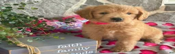 Goldendoodle dogs for sale: Nora - Ad 1