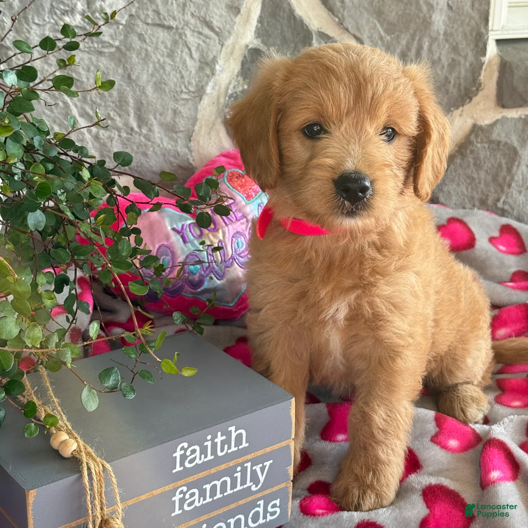 Goldendoodle dogs for sale: Nora - Ad 1
