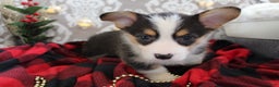 Welsh Corgi Pembroke dogs for sale: Jingles - Ad 8