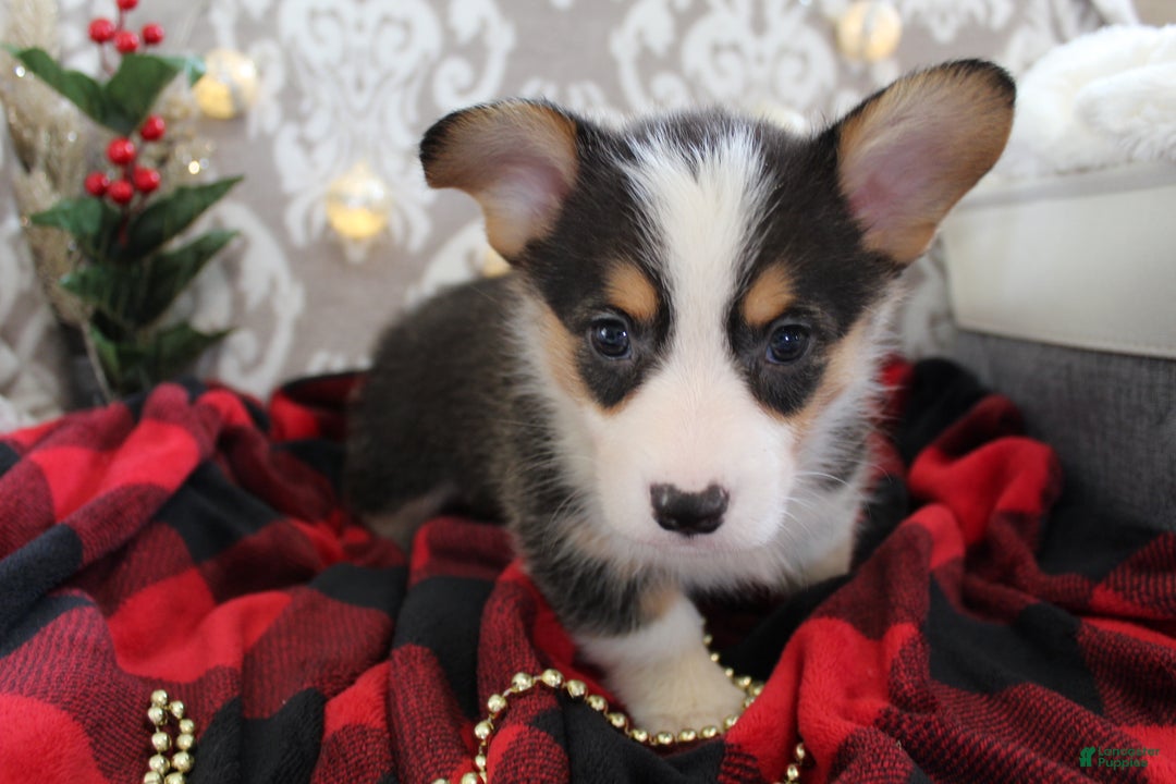 Welsh Corgi Pembroke dogs for sale: Jingles - Ad 8