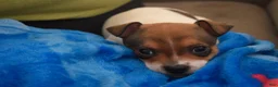 Chihuahua dogs for sale: Chihuahua 1 - Ad 7
